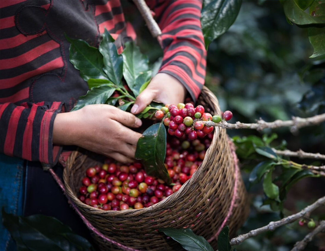 COFFEE ESTATE EXPERIENCE