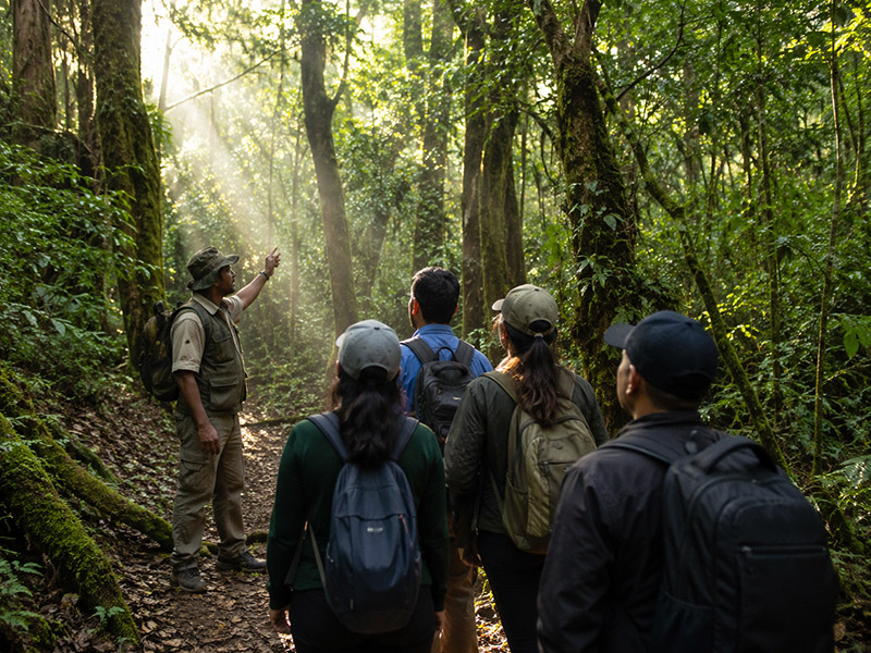 Guided Forest Walk